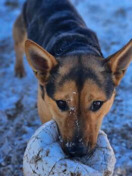 Rescue German Shepherd Dog and Cattle Dog Dogs for Adoption in Incline Village, Nevada - Lucky | PetCurious