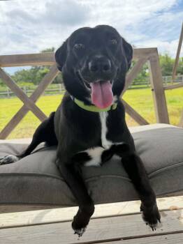 BETTY -  Black Labrador Retriever Dog for Adoption in Houston, Texas - BETTY | PetCurious