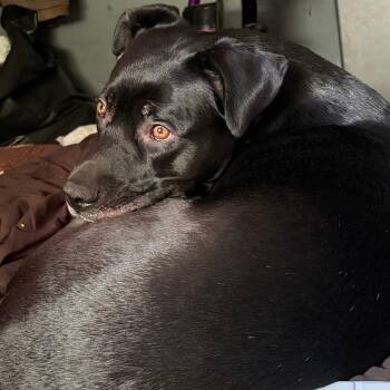 Black Labrador Retriever and Pit Bull Terrier Dogs Available for Adoption in Roanoke, Virginia - Esjay | PetCurious