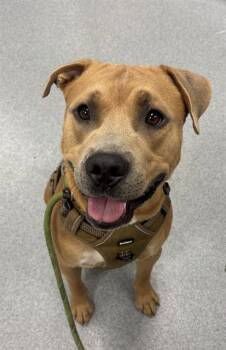 GREYSON -  Pit Bull Terrier Dog for Adoption in Indianapolis, Indiana - GREYSON | PetCurious