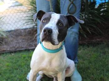 Traveler -  American Bulldog and Mixed Breed Dog for Adoption in Brunswick, Georgia - Traveler | PetCurious