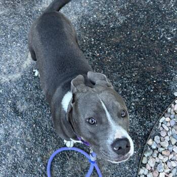 Valentina -  Pit Bull Terrier Dog for Adoption in Cheyenne, Wyoming - Valentina | PetCurious