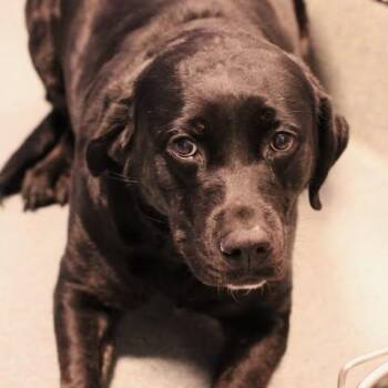 26-01206 -  Black Labrador Retriever Dog for Adoption in Fredericksburg, Virginia - 26-01206 | PetCurious