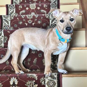 Chiweenie and Black Mouth Cur Dogs Available for Adoption - Lola | PetCurious