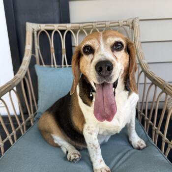 Gloria -  Beagle Dog for Adoption in Murphysboro, Illinois - Gloria | PetCurious