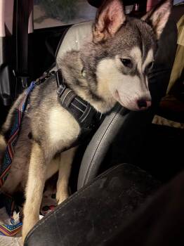 Lily -  Siberian Husky Dog for Adoption in Denver, Colorado - Lily | PetCurious
