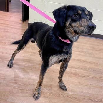 Hound and Mixed Breed Dogs Available for Adoption - Chomper | PetCurious