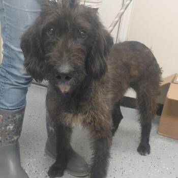 Sadie -  Labrador Retriever and Poodle Dog for Adoption in New Tazewell, Tennessee - Sadie | PetCurious