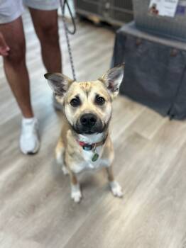 Rescue Labrador Retriever and Pit Bull Terrier Dogs for Adoption in Valley Park, Oklahoma - Oakley | PetCurious