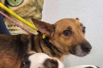 Jazz -  Mixed Breed Dog for Adoption in Hobart, Indiana - Jazz | PetCurious
