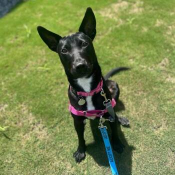 Bonnie 22779 -  Chihuahua and Belgian Shepherd Malinois Dog for Adoption in Cumming, Georgia - Bonnie 22779 | PetCurious
