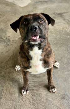Pit Bull Terrier Dogs Available for Adoption - Buddy | PetCurious