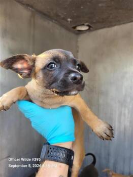 GREMLIN -  Chihuahua Dog for Adoption in San Antonio, Texas - GREMLIN | PetCurious
