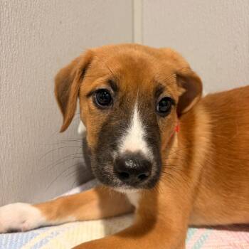 Fauna -  Black Mouth Cur and Mixed Breed Dog for Adoption in Tampa, Florida - Fauna | PetCurious