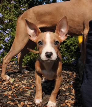 Rescue Labrador Retriever Dogs for Adoption in Pflugerville, Texas - Delta | PetCurious