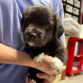 Rescue Labrador Retriever Dogs for Adoption in Savannah, Georgia - Penelope Solis | PetCurious