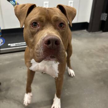 Terrier Dogs Available for Adoption - Chewy | PetCurious