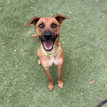 Draco -  Black Mouth Cur and Terrier Dog for Adoption in Magnolia, Texas - Draco | PetCurious