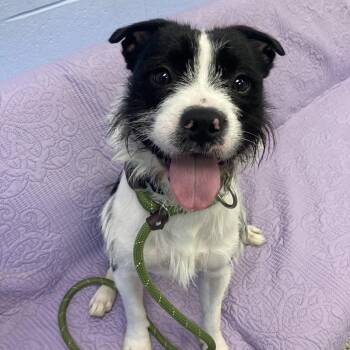 Beetle -  Mixed Breed Dog Available for Adoption in Fairport, New York - Beetle | PetCurious