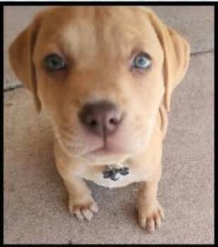 Labrador Retriever Dogs Available for Adoption in Mesa, Arizona - Dash | PetCurious