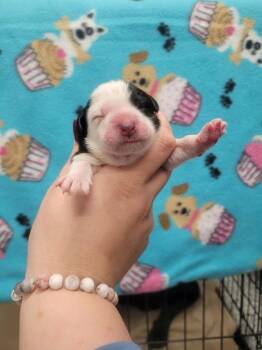 Mulan -  Labrador Retriever and Border Collie Dog for Adoption in Republic, Missouri - Mulan | PetCurious