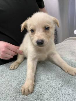 KYLE -  Husky Dog for Adoption in Fairbanks, Alaska - KYLE | PetCurious