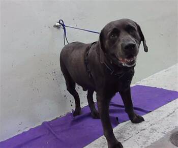 A2097160 -  Labrador Retriever and Mixed Breed Dog for Adoption in Houston, Texas - A2097160 | PetCurious
