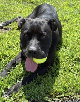 Sheba -  Pit Bull Terrier Dog for Adoption - Sheba | PetCurious
