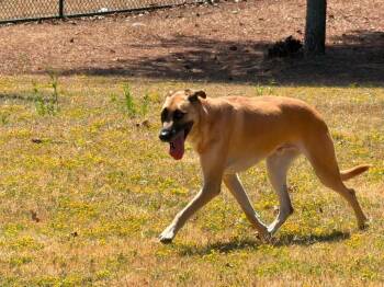 Frank -  Shepherd Dog for Adoption in Little Rock, Arkansas - Frank | PetCurious