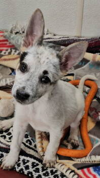 Rescue Australian Cattle Dog Blue Heeler and Shepherd Dogs for Adoption in Santa Rosa, California - Lulu | PetCurious