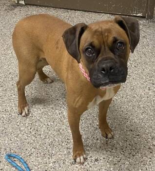 Boxer Dogs Available for Adoption in Vancouver, Washington - Hermosa | PetCurious