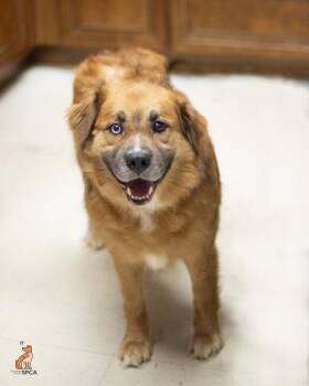 Chase -  Siberian Husky and Golden Retriever Dog for Adoption in Roanoke, Virginia - Chase | PetCurious