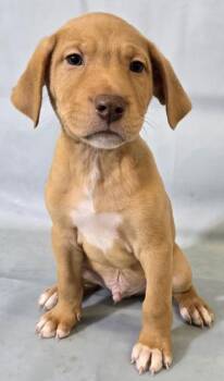 Elmer -  Shar Pei and Mixed Breed Dog for Adoption in Morton Grove, Illinois - Elmer | PetCurious