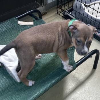 Bowser -  Boxer Dog for Adoption in Clarksville, Virginia - Bowser | PetCurious
