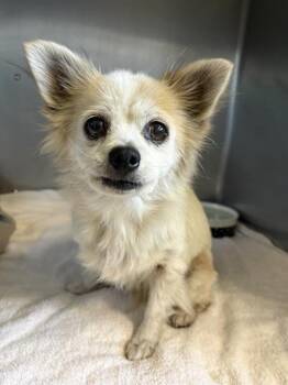 MISSY -  Chihuahua Dog for Adoption in Camarillo, California - MISSY | PetCurious