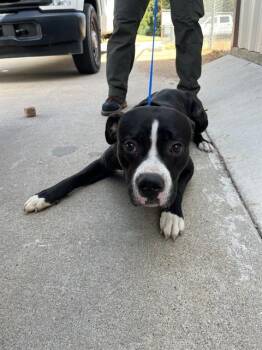ONYX -  Pit Bull Terrier Dog for Adoption in Killeen, Texas - ONYX | PetCurious