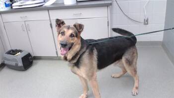 RHETT -  German Shepherd Dog and Mixed Breed Dog for Adoption in Omaha, Nebraska - RHETT | PetCurious