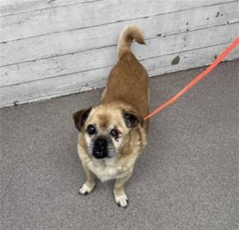 LORENZO -  Pug and Chihuahua Dog for Adoption in San Bernardino, California - LORENZO | PetCurious