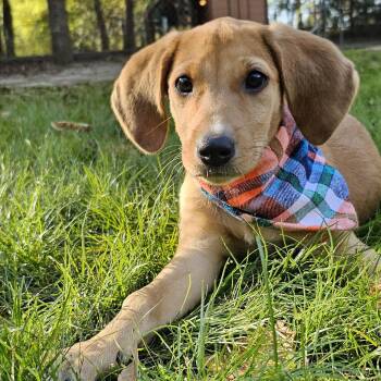 Rescue Hound and Retriever Dogs for Adoption in Bonifay, Florida - Bambi (Coming Soon) | PetCurious