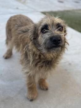 Terrier Dogs Available for Adoption in Boulder City, Nevada - Sara | PetCurious