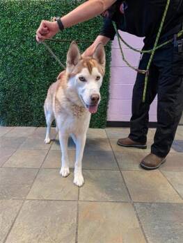 61688906 -  Husky and Mixed Breed Dog for Adoption in El Paso, Texas - 61688906 | PetCurious