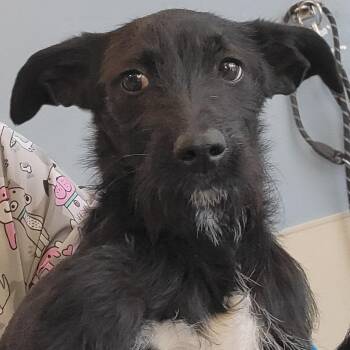 Mixed Breed Dogs Available for Adoption - Scotty | PetCurious