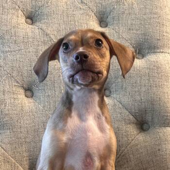 Rescue Cocker Spaniel Dogs for Adoption in Las Vegas, Nevada - George Michael | PetCurious