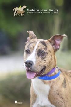 Catahoula Leopard Dog and Mixed Breed Dogs Available for Adoption in North Charleston, South Carolina - 91858a Haggard | PetCurious