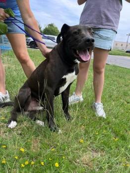 Pauly -  Labrador Retriever and Mastiff Dog for Adoption in Little Rock, Arkansas - Pauly | PetCurious