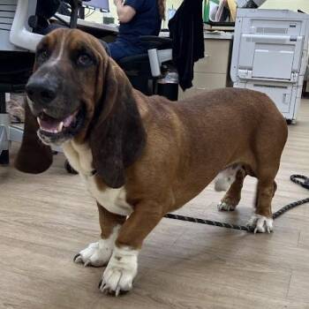 SVAS-Stray-39466 -  Basset Hound Dog for Adoption in Lyndhurst, Virginia - SVAS-Stray-39466 | PetCurious