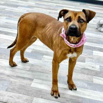 Sage -  Pit Bull Terrier Dog for Adoption in Lufkin, Texas - Sage | PetCurious