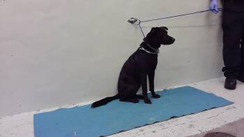 Rescue Labrador Retriever and Mixed Breed Dogs for Adoption in Houston, Texas - COOKIE | PetCurious