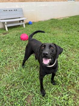 Salsa -  Labrador Retriever Dog for Adoption in Belton, Texas - Salsa | PetCurious