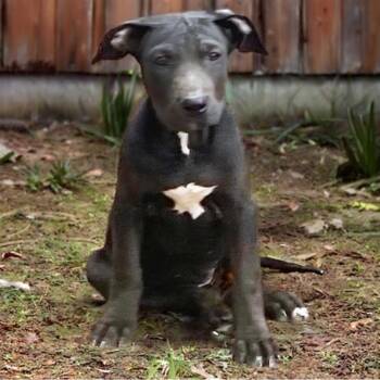 Mixed Breed Dogs Available for Adoption in Hendersonville, North Carolina - Cam | PetCurious